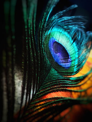Vibrant Peacock Feather Macro Photography with Iridescent Blue and Green Eye Pattern HD phone wallpaper