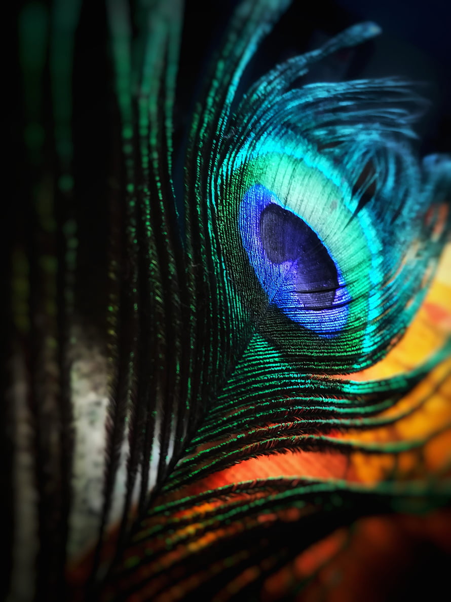 Vibrant Peacock Feather Macro Photography with Iridescent Blue and Green Eye Pattern HD phone wallpaper