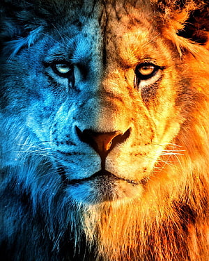 Duality Lion Portrait: Split Face with Fire and Ice Color Grading HD phone wallpaper