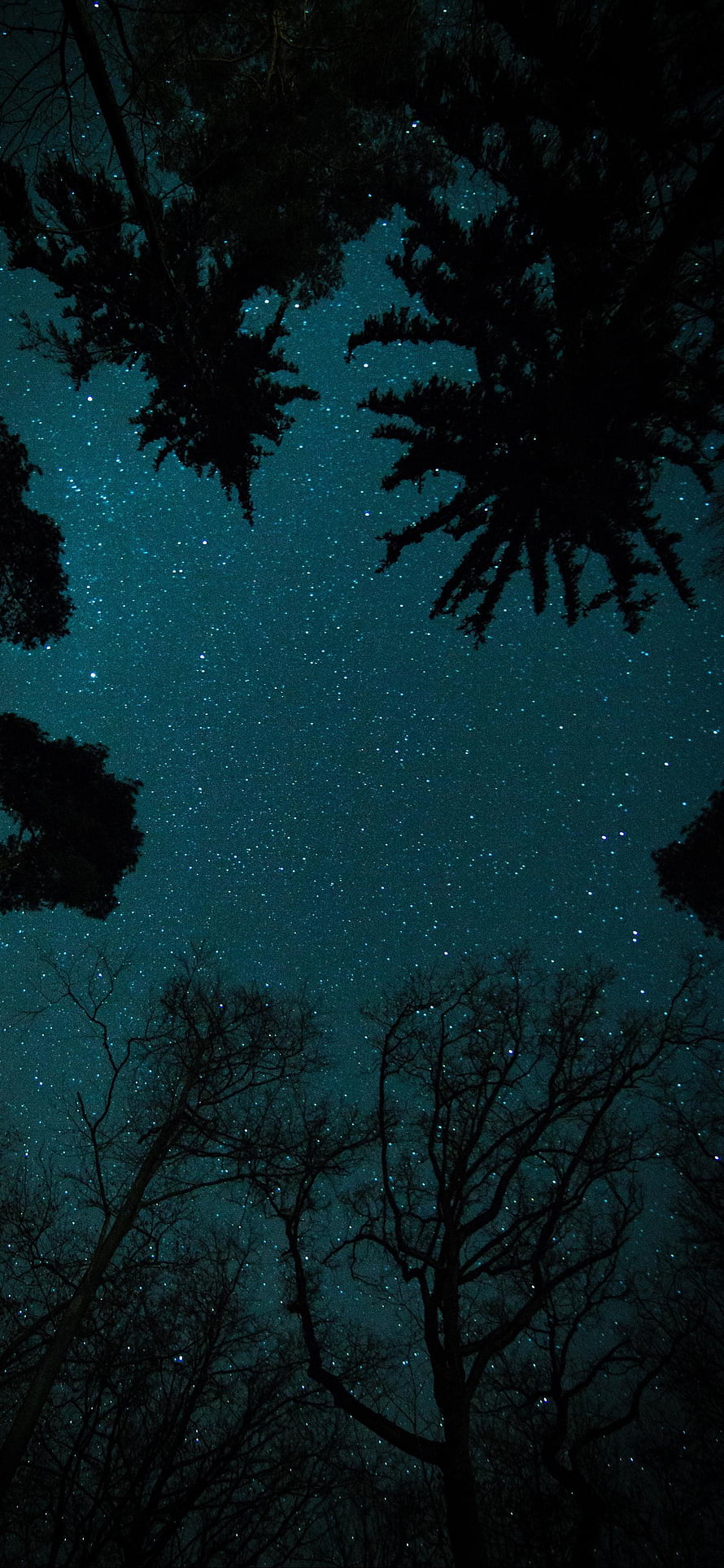 Starry Night Sky Framed by Silhouetted Trees and Branches HD phone wallpaper