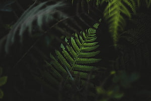 Dark moody fern fronds in shadowy forest foliage with deep green leaves and natural botanical detail HD wallpaper