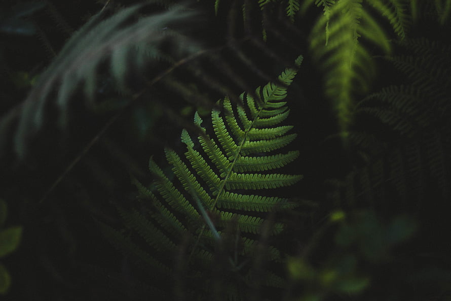 Dark moody fern fronds in shadowy forest foliage with deep green leaves and natural botanical detail HD wallpaper