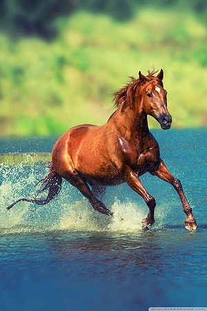 Chestnut Horse Galloping Through Shallow Water With Splash HD phone wallpaper