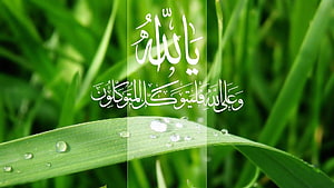 Islamic Arabic Calligraphy on Fresh Green Grass with Dew Drops HD wallpaper