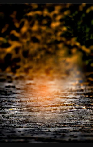 Warm Golden Light Flare on Wet Wooden Planks with Blurred Autumn Foliage HD phone wallpaper