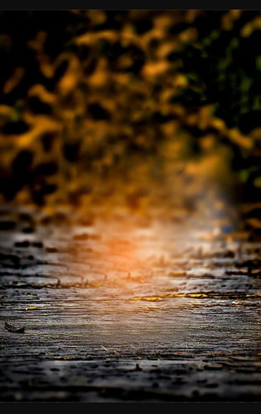 Warm Golden Light Flare on Wet Wooden Planks with Blurred Autumn Foliage HD phone wallpaper