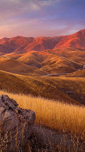 Golden rolling hills at sunset with dry grass and rocky foreground HD phone wallpaper