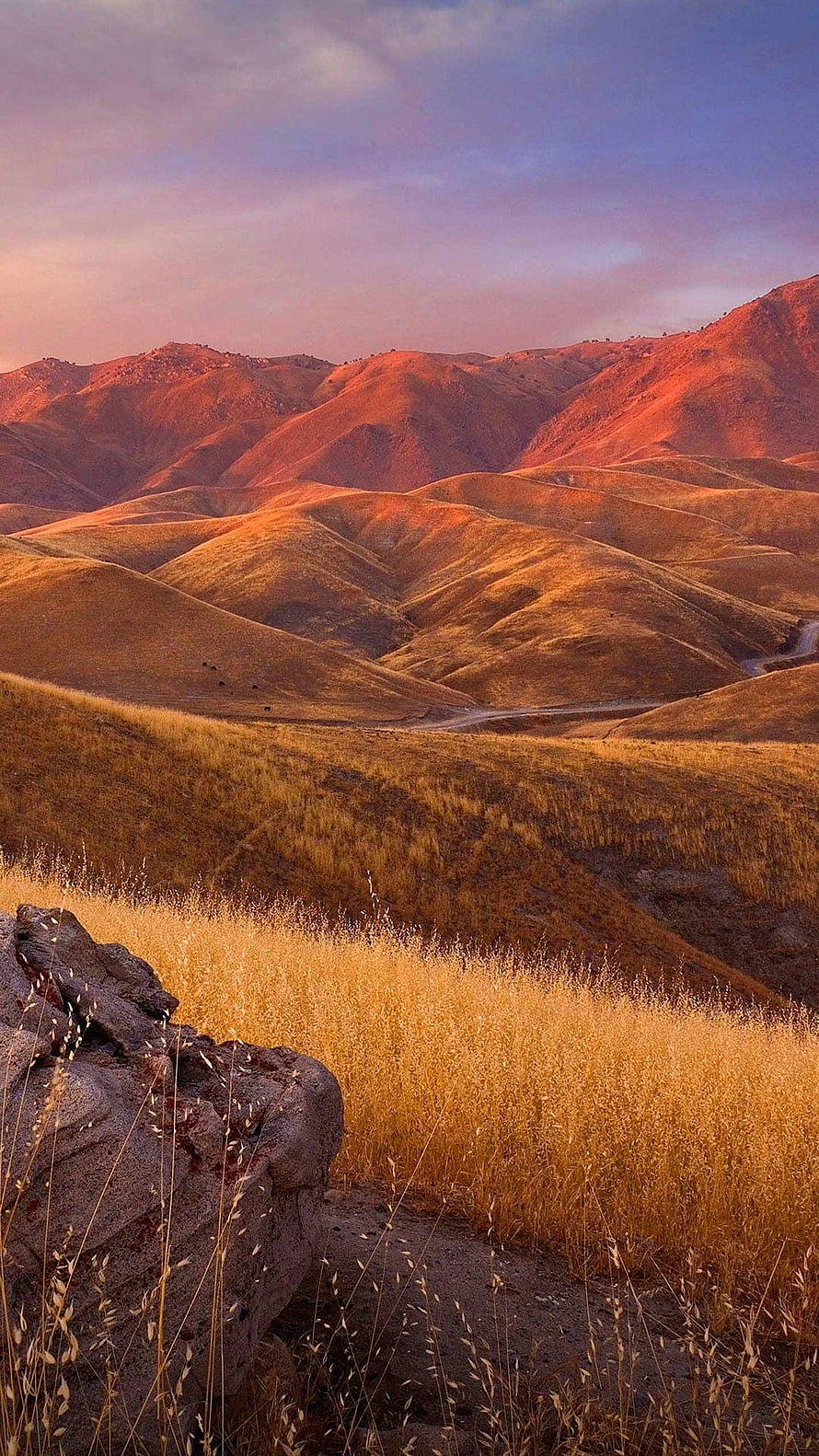 Golden rolling hills at sunset with dry grass and rocky foreground HD phone wallpaper