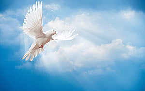 White Dove in Flight Against a Bright Blue Sky with Soft Clouds and Sunbeams HD wallpaper