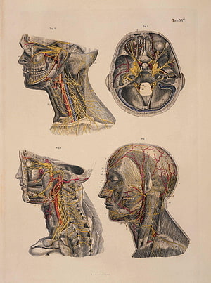 Vintage Anatomical Illustration of Human Head Nerves and Brain Structure, human anatomy anatomy human 1425x1913 811053, brain anatomy HD phone wallpaper