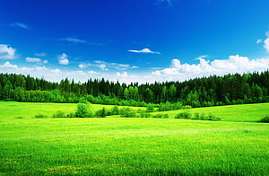 Vast Green Pasture Meets Dense Forest Under a Bright Blue Sky HD wallpaper