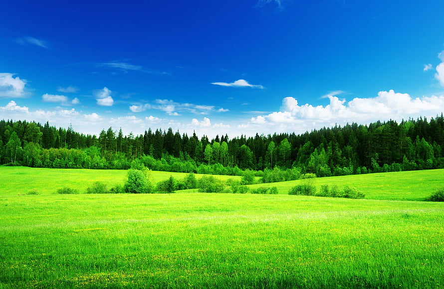 Vast Green Pasture Meets Dense Forest Under a Bright Blue Sky HD wallpaper