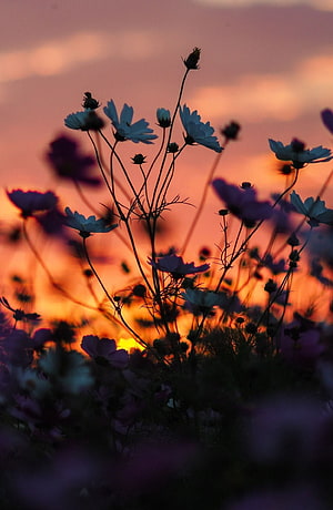 Silhouetted Cosmos Flowers Against a Vibrant Orange and Pink Summer Sunset Sky HD phone wallpaper