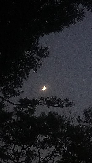 Crescent Moon Illuminating a Dark Night Sky Framed by Silhouetted Tree Branches HD phone wallpaper