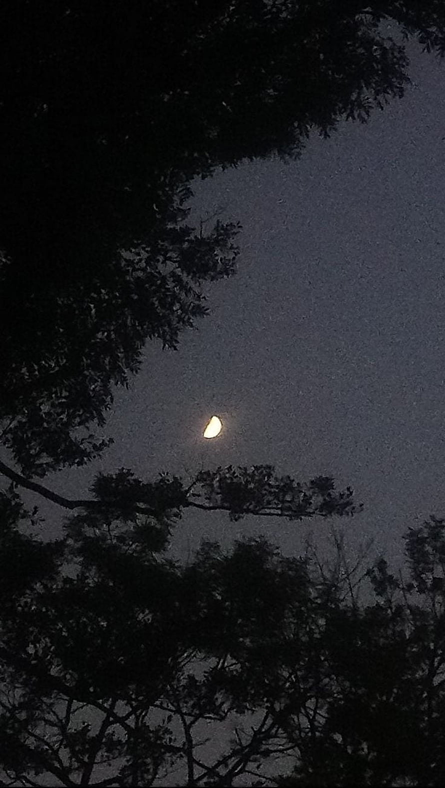 Crescent Moon Illuminating a Dark Night Sky Framed by Silhouetted Tree Branches HD phone wallpaper
