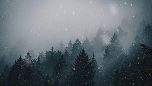 Misty Evergreen Forest Under Heavy Snowfall in a Cold Winter Landscape HD wallpaper