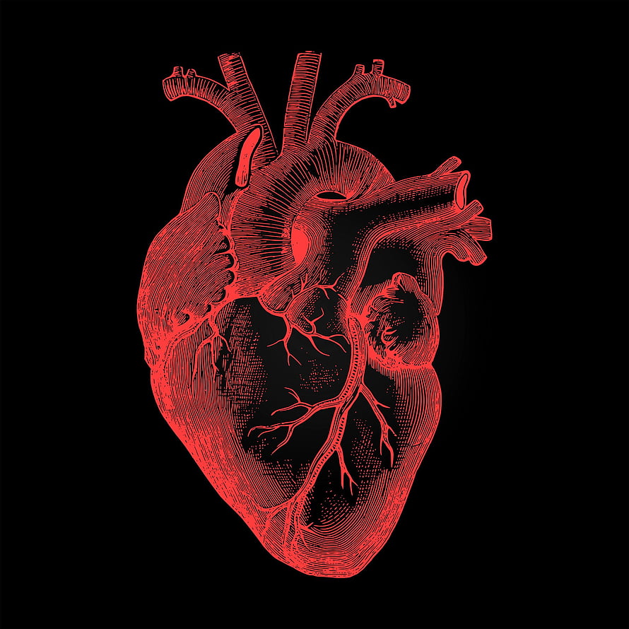 Anatomical Human Heart Illustration in Red Engraved Style on Black Background HD phone wallpaper