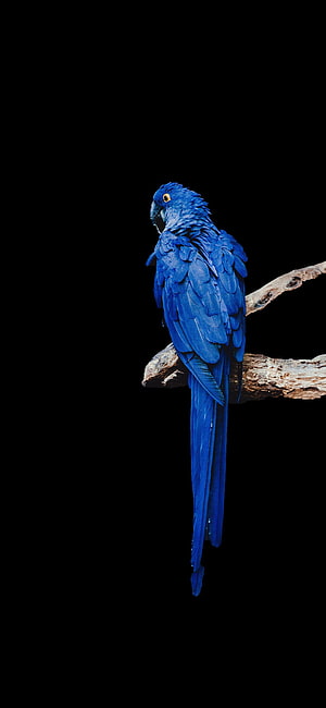 Vibrant Blue Hyacinth Macaw Perched on a Weathered Branch Against a Black Background HD phone wallpaper