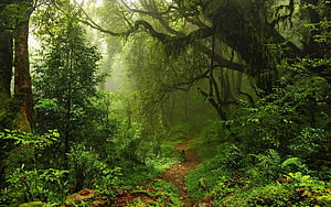 Misty Rainforest Trail Winding Through Lush Green Canopy and Ancient Mossy Trees HD wallpaper