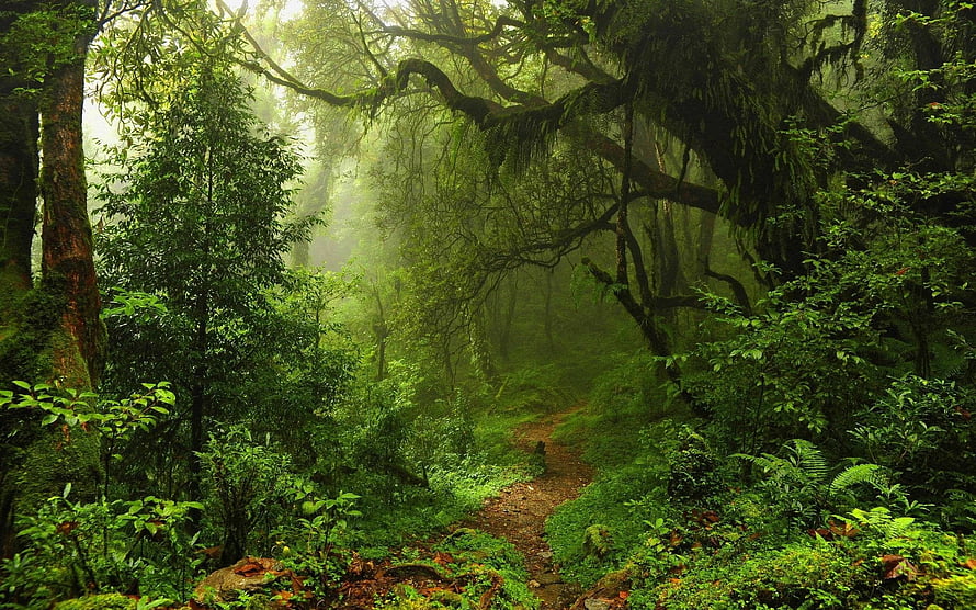 Misty Rainforest Trail Winding Through Lush Green Canopy and Ancient Mossy Trees HD wallpaper