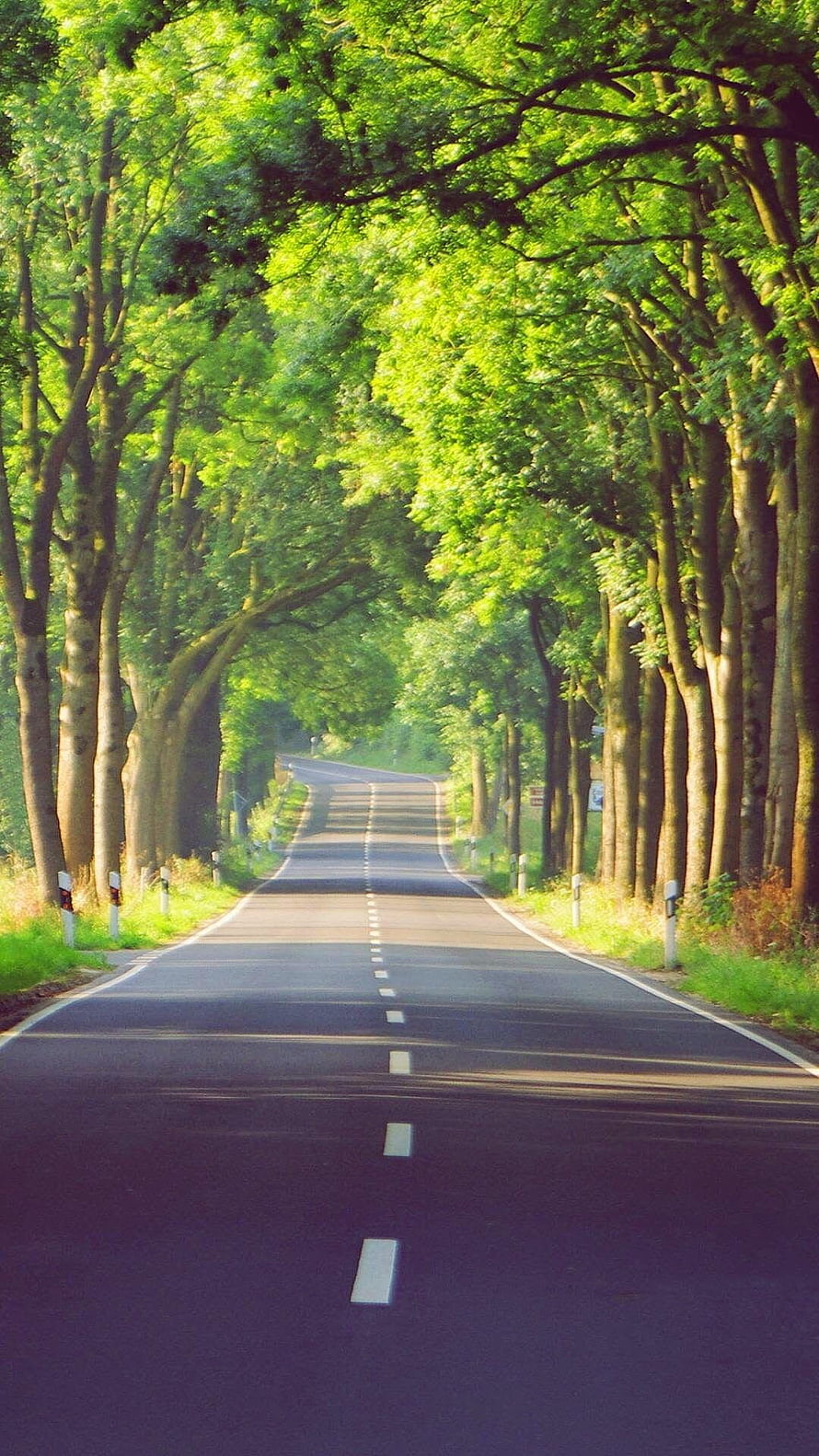 Sunlit Country Road Lined with Tall Green Trees and Dappled Shadows HD phone wallpaper