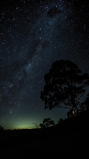 Milky Way Galaxy Rising Over Silhouetted Tree at Night HD phone wallpaper
