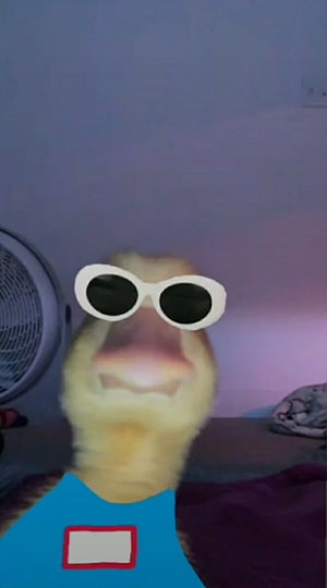Funny Meme Bird Wearing Sunglasses and Blue Shirt HD phone wallpaper