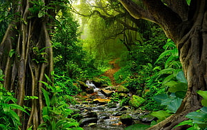 Lush Rainforest Stream Winding Through Dense Tropical Jungle Foliage HD wallpaper