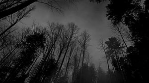 Dark Misty Forest Silhouettes Under Overcast Sky HD wallpaper