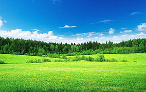Vast Green Meadow Landscape With Dense Forest Line Under Bright Blue Sky HD wallpaper