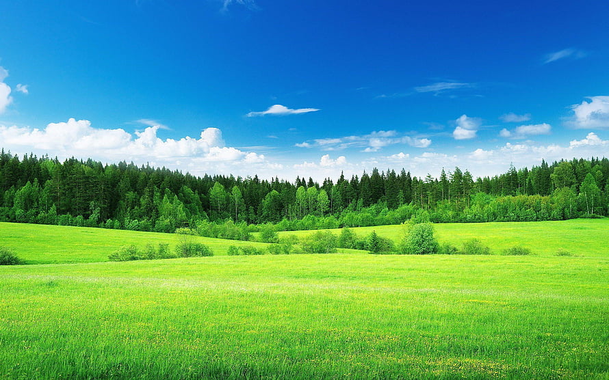Vast Green Meadow Landscape With Dense Forest Line Under Bright Blue Sky HD wallpaper