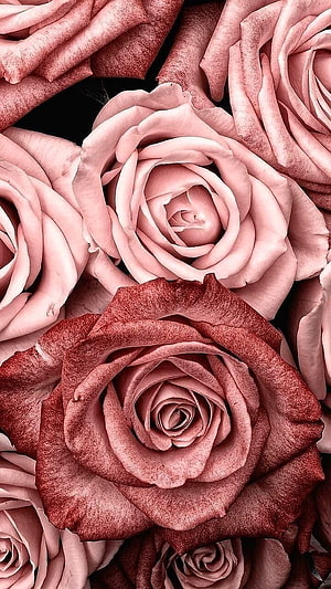 Dusty Rose and Blush Petal Close-Up Floral Pattern HD phone wallpaper