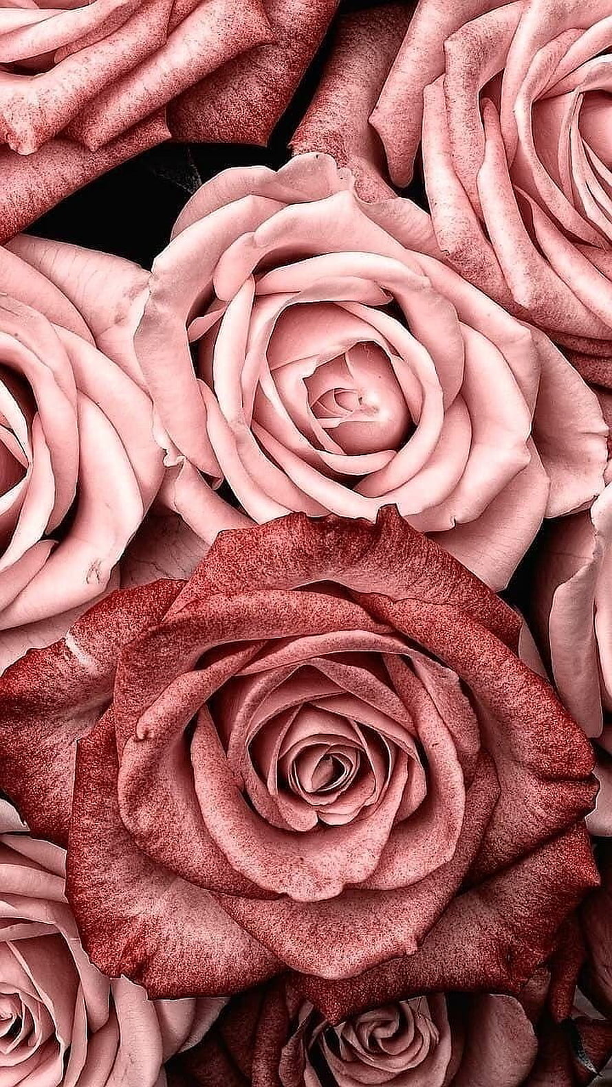 Dusty Rose and Blush Petal Close-Up Floral Pattern HD phone wallpaper