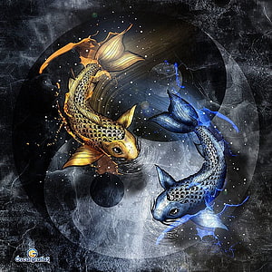 Golden and Blue Koi Fish Swirling in a Cosmic Yin Yang Composition HD phone wallpaper