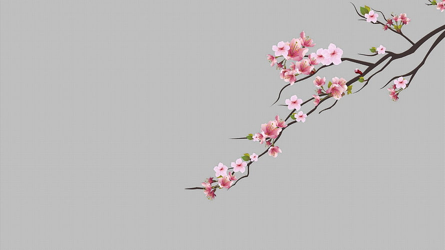 Minimalist Pink Cherry Blossom Branch on Soft Gray Background HD wallpaper