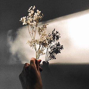 Hand holding dried gypsophila flowers in dramatic sunlight with sharp shadow on textured wall HD phone wallpaper