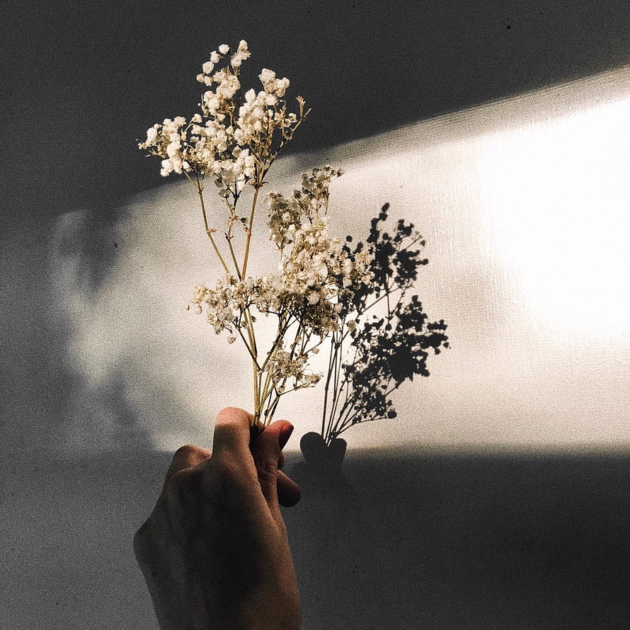 Hand holding dried gypsophila flowers in dramatic sunlight with sharp shadow on textured wall HD phone wallpaper