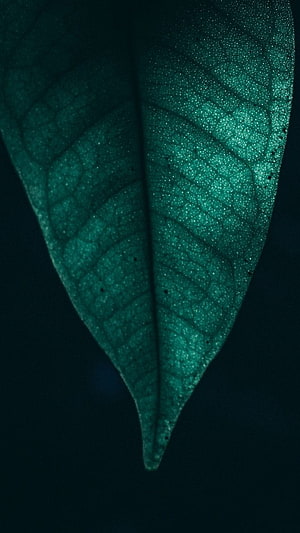 Backlit Green Leaf Macro with Intricate Vein Patterns and Dew Droplets HD phone wallpaper