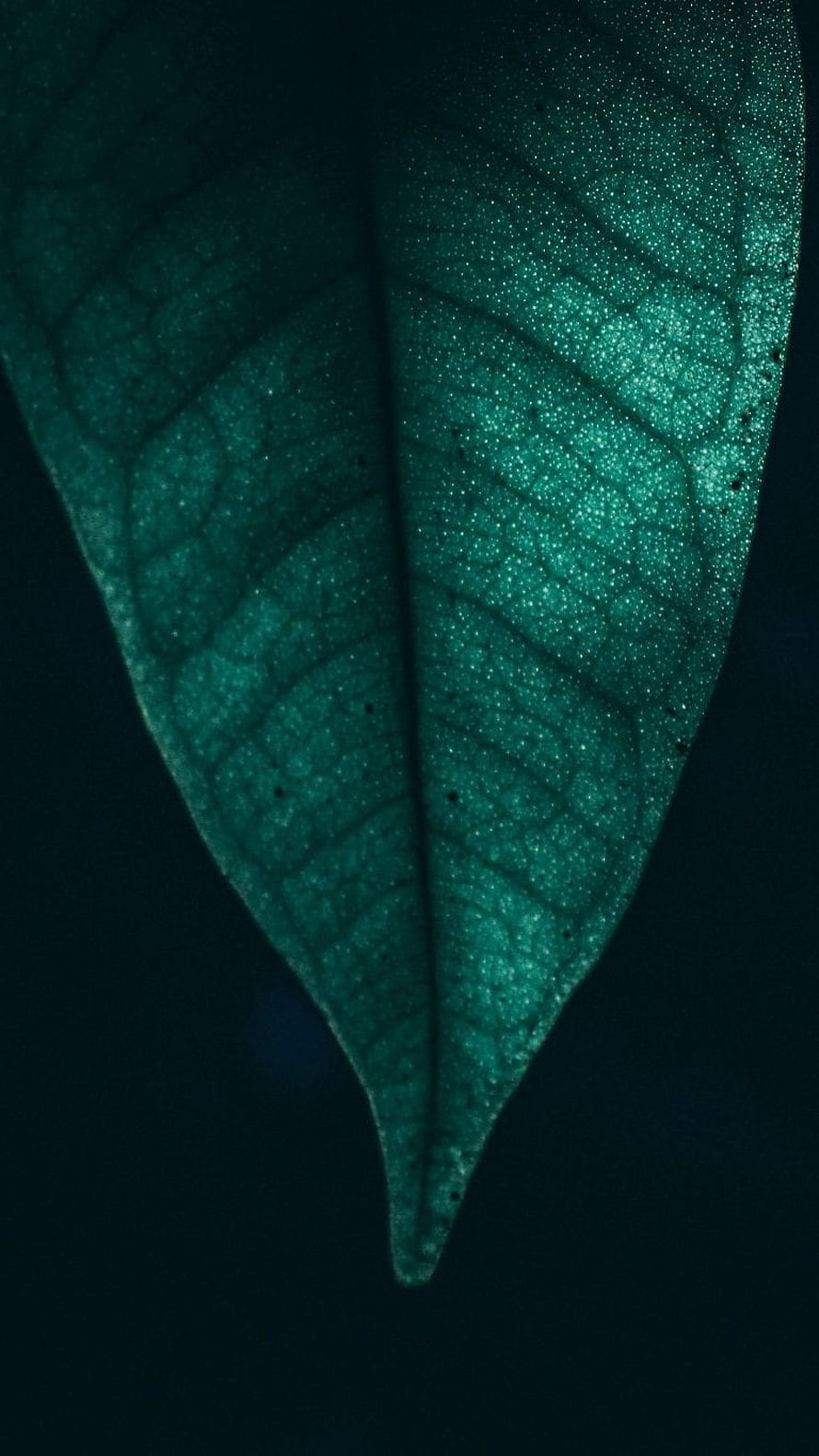 Backlit Green Leaf Macro with Intricate Vein Patterns and Dew Droplets HD phone wallpaper