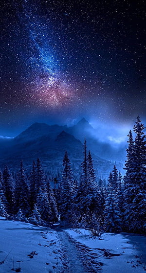 Starry Night Over Snowy Pine Forest and Mountain Peaks HD phone wallpaper
