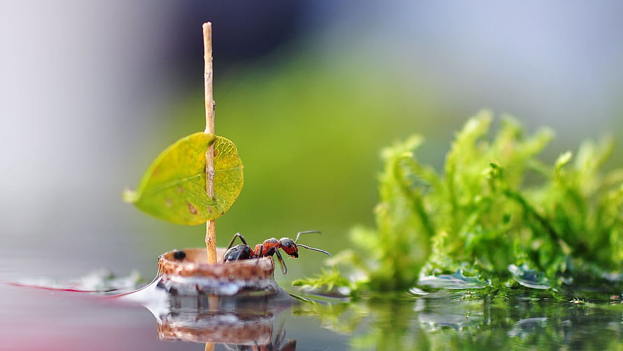 Macro Photography of an Ant Riding a Tiny Leaf Boat on a Water Surface HD wallpaper