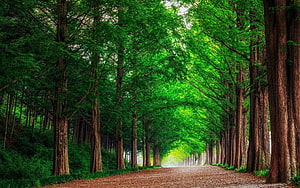 Lush Green Forest Avenue with Tall Trees Lining a Straight Dirt Road HD wallpaper