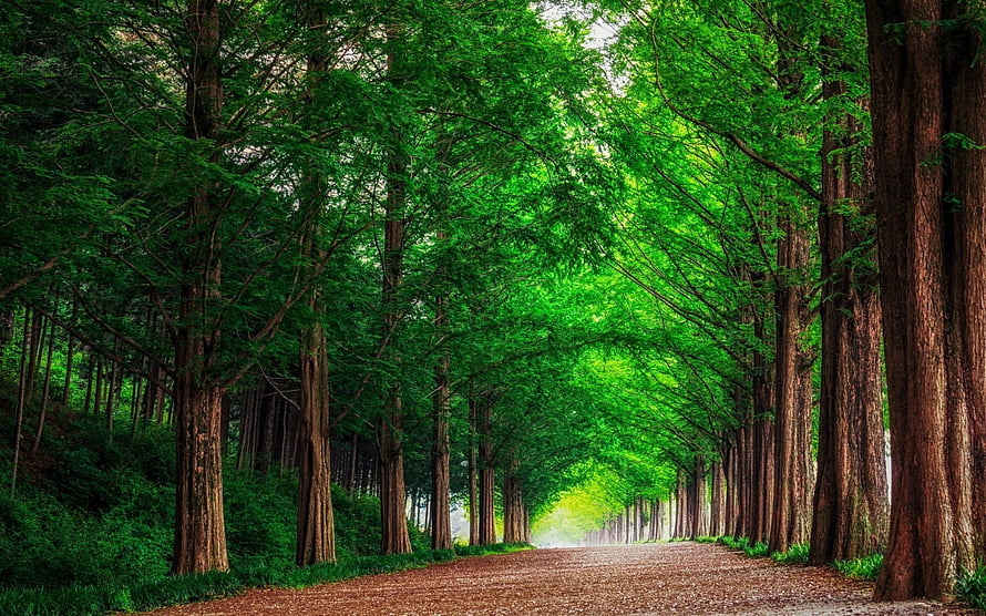 Lush Green Forest Avenue with Tall Trees Lining a Straight Dirt Road HD wallpaper