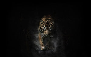 Fierce Tiger Walking Through Dark Mist With Intense Glowing Eyes HD wallpaper