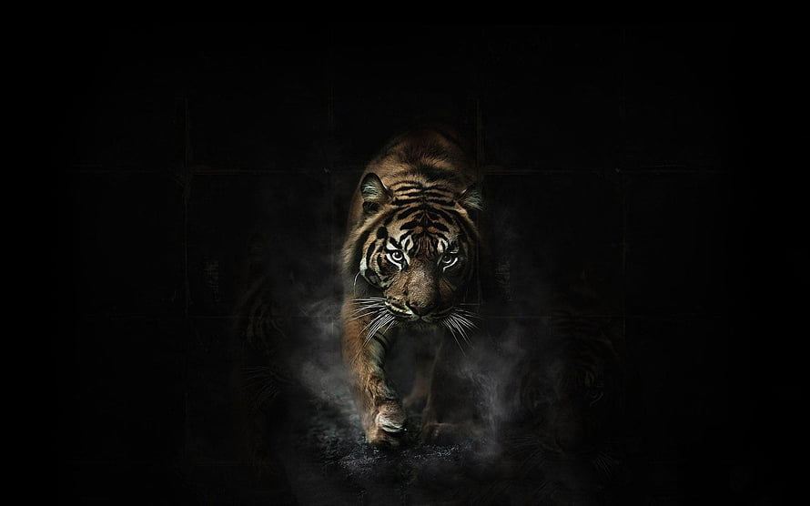 Fierce Tiger Walking Through Dark Mist With Intense Glowing Eyes HD wallpaper