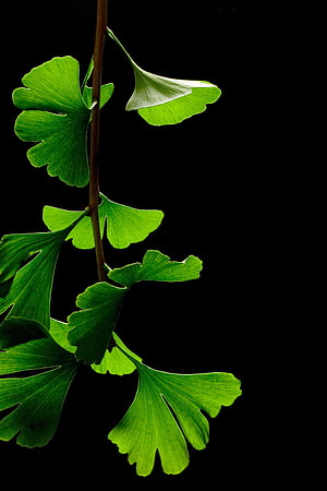 Vibrant Ginkgo Biloba Leaves Backlit Against a Deep Black Background HD phone wallpaper