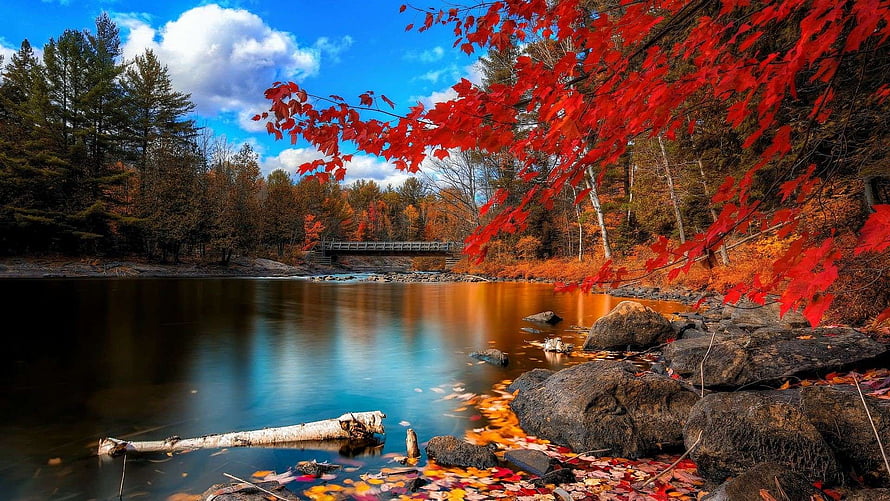 Vibrant Autumn Foliage Over a Calm Forest Lake with a Distant Bridge HD wallpaper