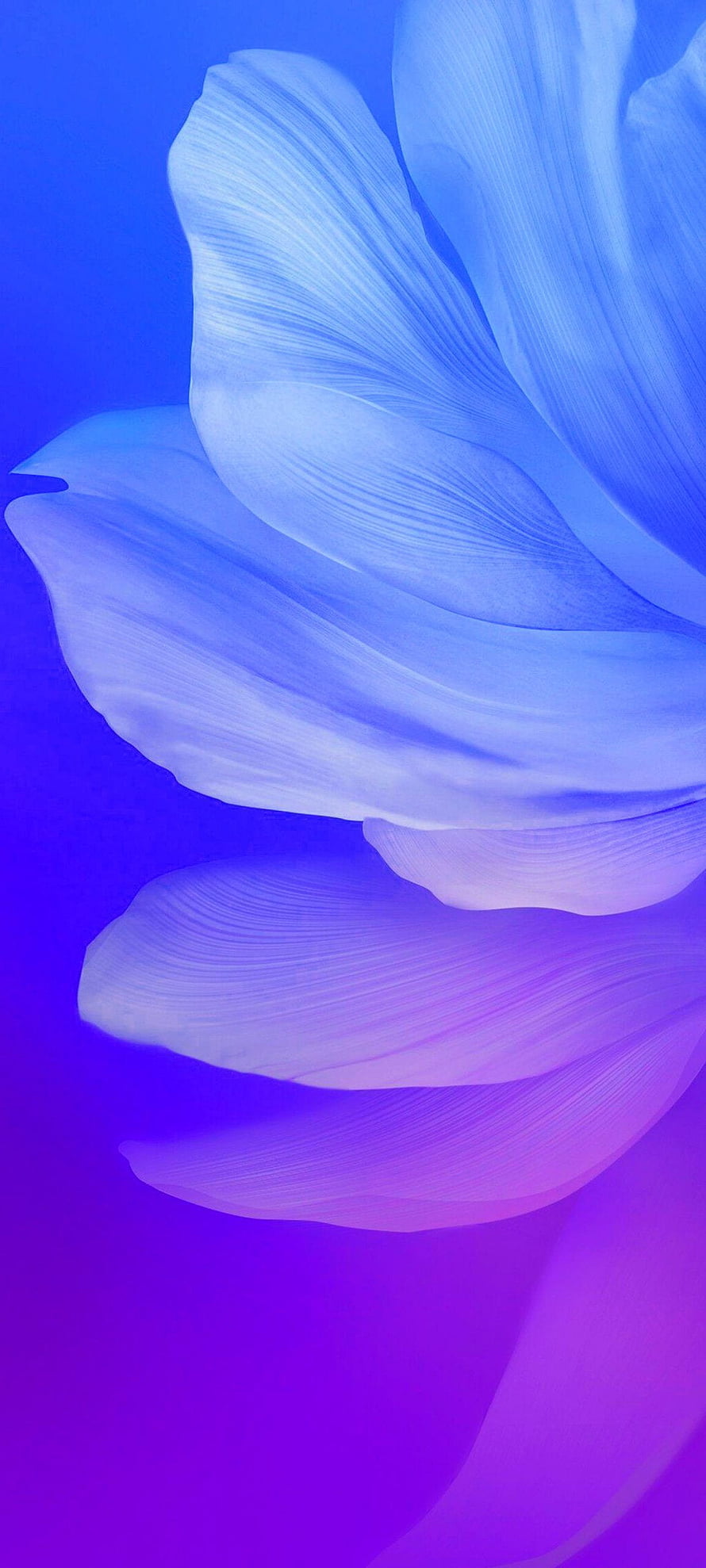 Vibrant Blue and Purple Flower Petals Abstract Macro Photography Wallpaper HD phone wallpaper