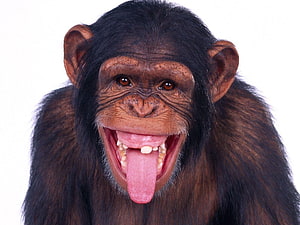 Playful Chimpanzee Portrait with Tongue Out on White Background HD wallpaper