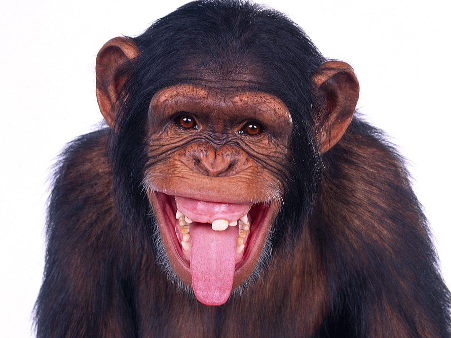 Playful Chimpanzee Portrait with Tongue Out on White Background HD wallpaper